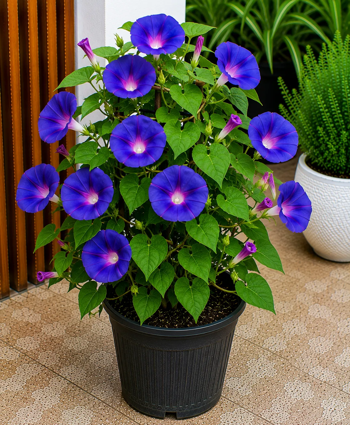 Morning Glory
